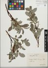 Foto von Salix glabra Scop.